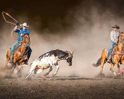 Two Cowboys roping a cow on brown horses with cowboy hats and ropes and the cow has horns. 